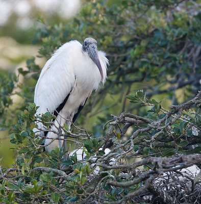 Wood Stork guards nest