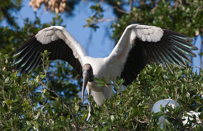 Wood Stork prepares to fly