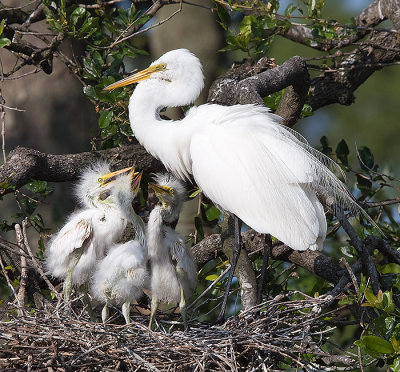 1.Great Egret mom and three hungrey chicks