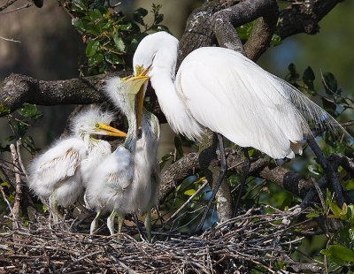 2.Great Egret and two bill biting chicks