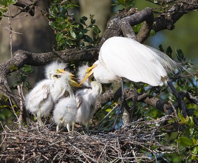 3.Great Egret and one bill biting chick