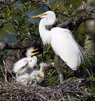 4.Great Egret and three hungrey chicks