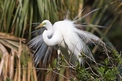 Great Egret shows its all