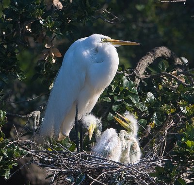 Great Egret mom and chicks