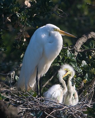 Great Egret mom and chicks attacking one another