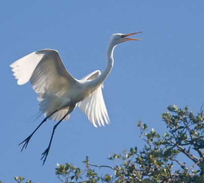 Great Egret in flight