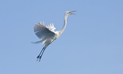 Great Egret in flight