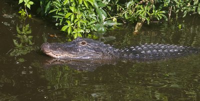 Alligator