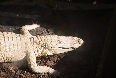 Albino Alligator