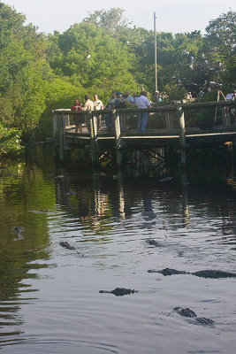 Photographers,alligators and wading birds in their tree perches