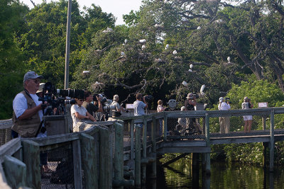 More Photographers on the walkway which keeps them away from the alligators