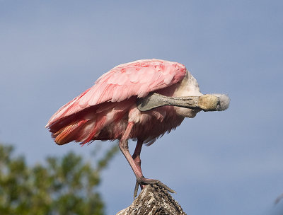 Roseate Spoonbill trys to preen