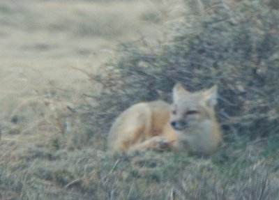 Swift Fox
