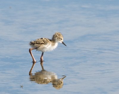 Black-necked Stilt,baby