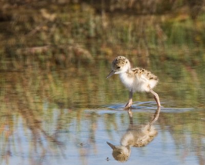 Black-necked Stilt,baby