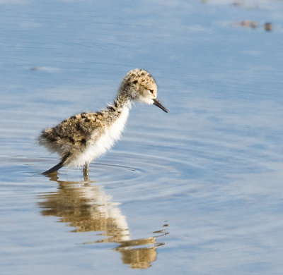 Black-necked Stilt,baby