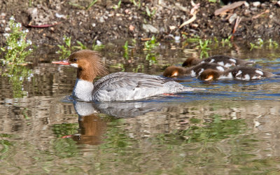 Common Merganser,female in breeding plumage with chicks