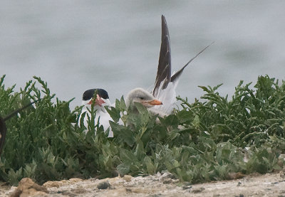 Caspian Tern and fledging