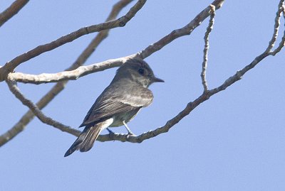 Western Wood Peewee