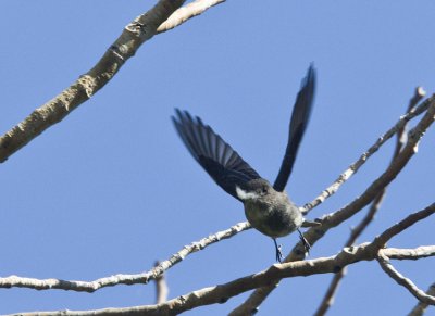 Western Wood Peewee flying to the nest