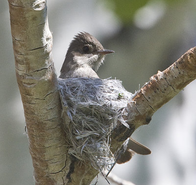 Western Wood Peewee on the nest