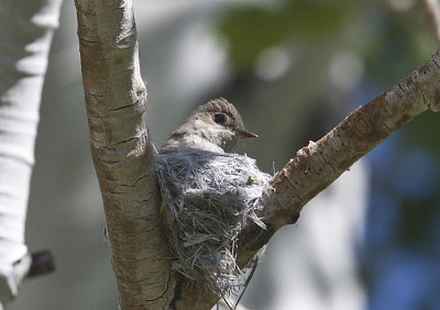 Western Wood Peewee on the nest