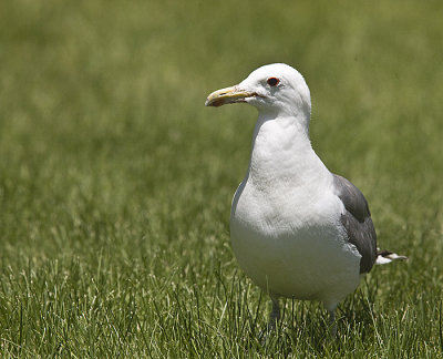 California Gull in grass