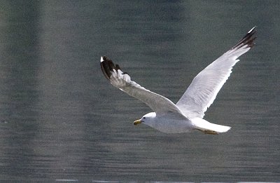 California Gull in flight