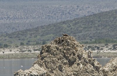 Osprey on Tufa at Mono lake