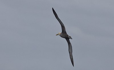 Waved Albatross in flight