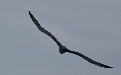 Waved Albatross in flight