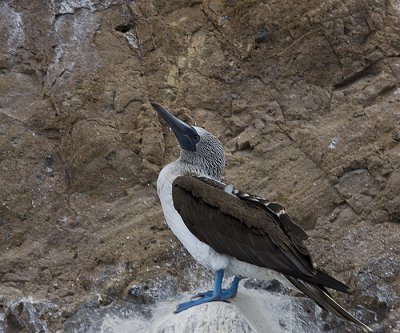 Blue-footed Booby