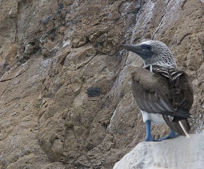 Blue-footed Booby