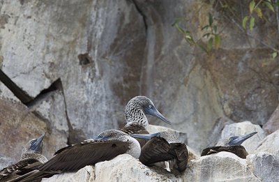 Blue-footed Booby in nest