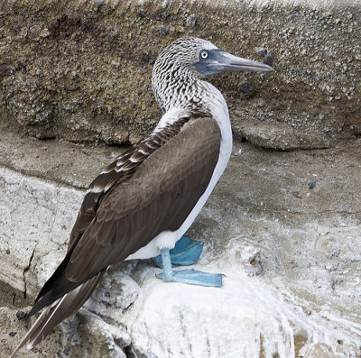 Blue-footed Booby