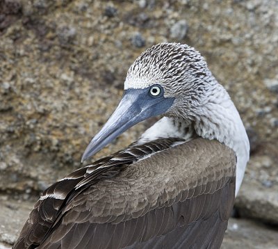 Blue-footed Boobies