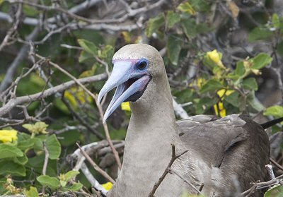 Red-Footed Booby