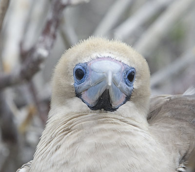 Red-Footed Booby