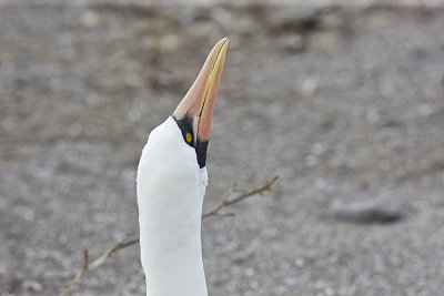 Nazca Booby displaying
