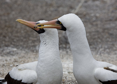 Nazca Boobies