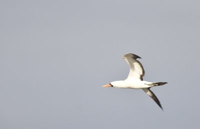 Nazca Booby in flight