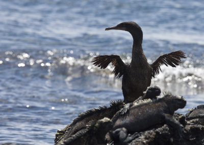 Flightless Cormorant drying wings and Marine Iguanas