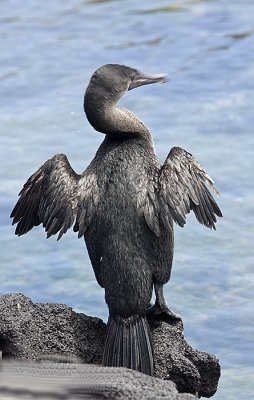 Flightless Cormorant extends wings