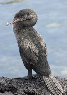 Flightless Cormorant