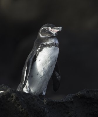 Galapagos Penguins