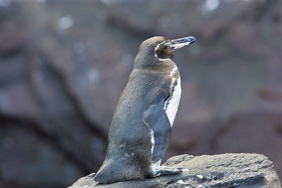 Galapagos Penguin