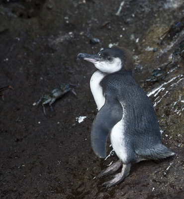 Galapagos Penguin,juvenile