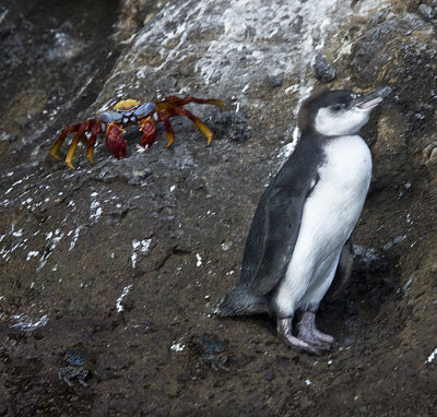 Galapagos Penguin,juvenile with Sally Lightfoot Crab