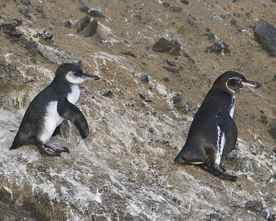 Galapagos Penguins,mom and juvenile