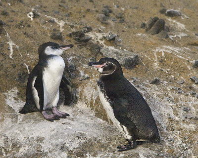 Galapagos Penguins,mom and juvenile